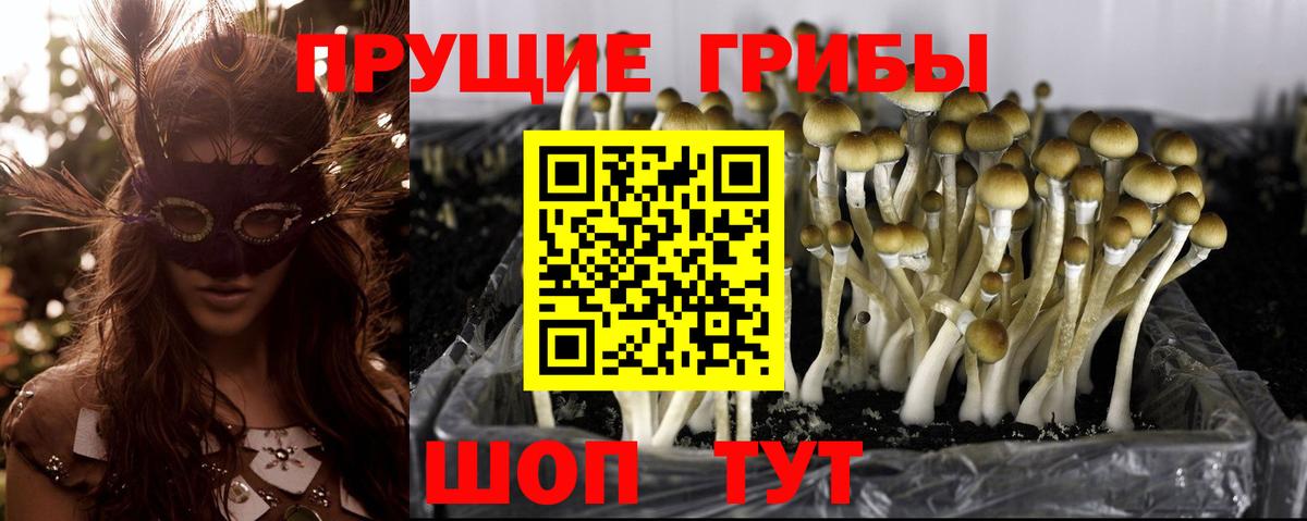 Истра  Галлюциногенные грибы Psilocybe  Псилоцибиновые грибы Psilocybe  Вход с VPN 
